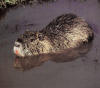 Nutria