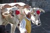 Montalcino - Sagra del Tordo 2019