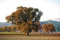 Quercia in Val d'Orcia